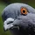 angrypigeon 123