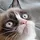 Cat Ragout