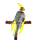 MRSalguod