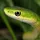 Snakesrcool