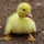 Duckman20148