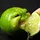 lime eating lime prods