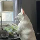 Bgoat96