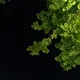 Romandise