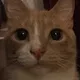 Large Cat