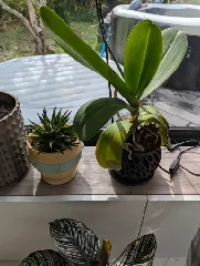 Orchid Pot