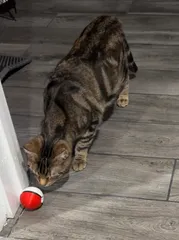 Pokeball treat toy for cats