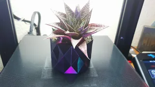 Cactus pot