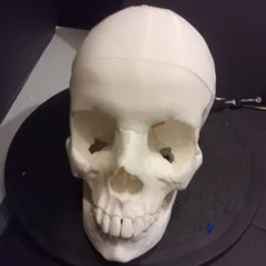 Human skull, anatomically correct - Re-Cut