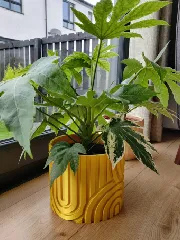 Sand Dune Plant pot and Planter - Vase mode design