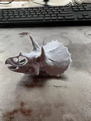 TRICERATOPS HEAD WITH SUPPORTS