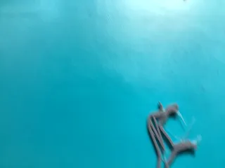 Animal Clips