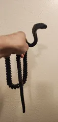 Articulated Cobra + Pencil Holder