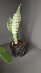 Planter 01