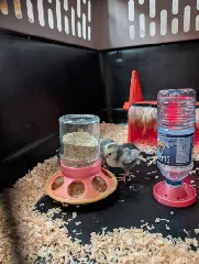 Chick water dispenser for bottle/ Kükentränke