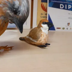 Sitting Sparrow