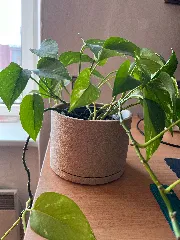 Flower Pot