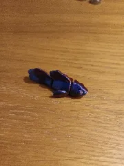 Flexi Betta Fish