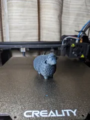 Sheep