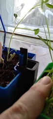 Remix: Fill Indicator for Self Watering Planter