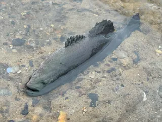 Large Mouth Bass by Peter Farell | Download free STL model | Printables.com