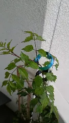 Tomato Plant Trellis String Clip 35mm