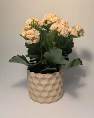 Inverted Hexagonal Plant pot and Planter - Vase mode