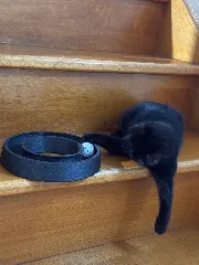 Spin ball cat toy