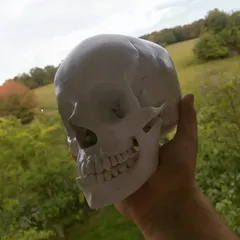 Human skull, anatomically correct