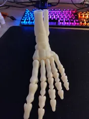 Print in Place Fully Articulated Skeleton Foot