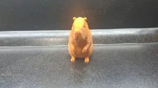 Capybara