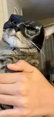 Bat-cat Batman cat mask