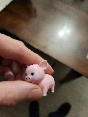 Cute Pig