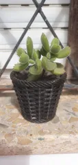 Woven Planter