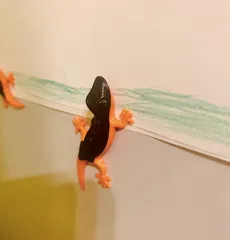 Gecko magnet