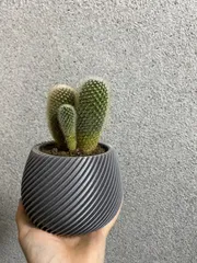 Modern spiral planter