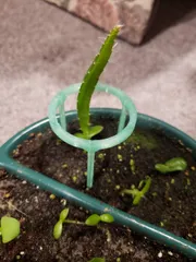 Stackable plant supports