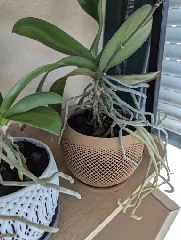 Orchid Pot (Scalable)
