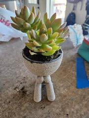 Hydroponic, Self-Watering, Seeds starter, Robert Planters