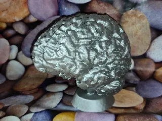 Brain