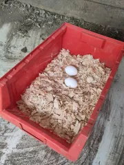 EGG