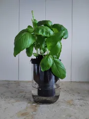 Selfwatering vase