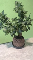 drift · planter