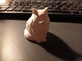 Fluffy Cat