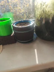 The wine barrel planter