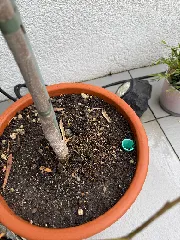 Watering Spike for Garden and Balcony