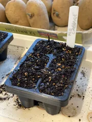 CD6_Seed_ModuleTray