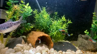 Aquarium decoration - Wood textured pleco cave - Large