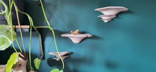 SKÅDIS Mushroom Shelves