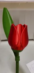 Beautiful Tulip With Stem - Best Valentine’s Day Gift